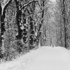 snowy path