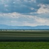 green fields