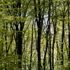 spring forest